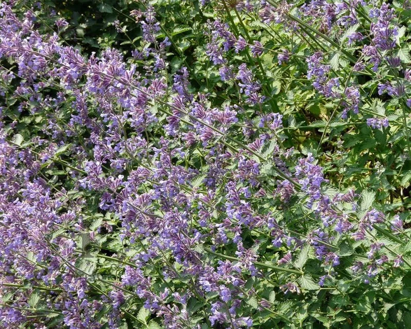 Katzenminze (Nepeta faassenii 'Six Hills Giant')