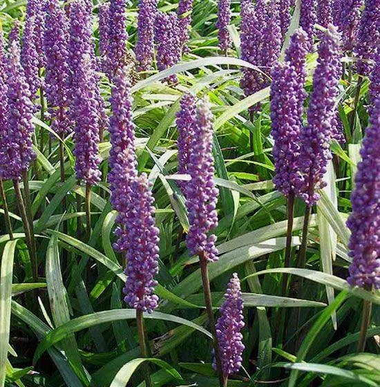 Liliengras (Liriope muscari 'Moneymaker')