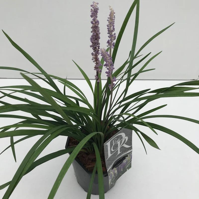 Liliengras (Liriope muscari 'Moneymaker')