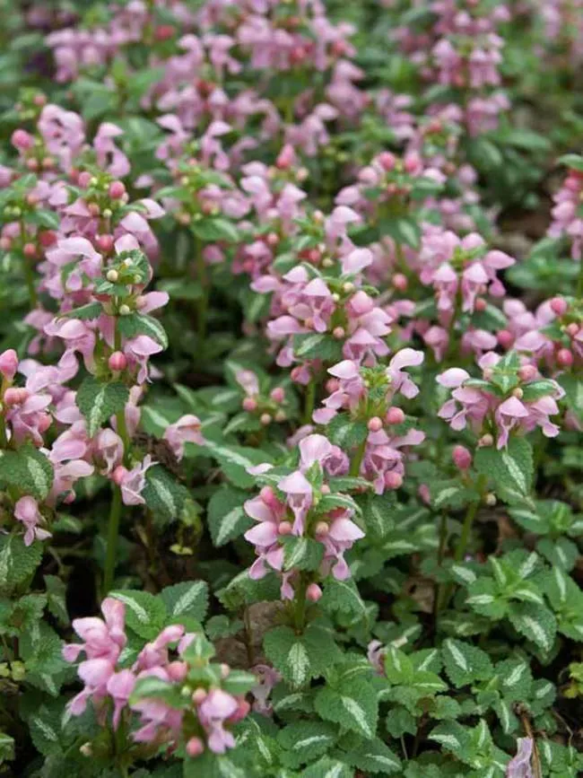Taubnessel (Lamium maculatum 'Shell Pink')