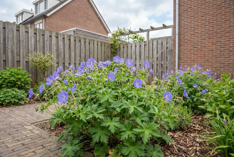 Storchschnabel (Geranium 'Johnson's Blue')