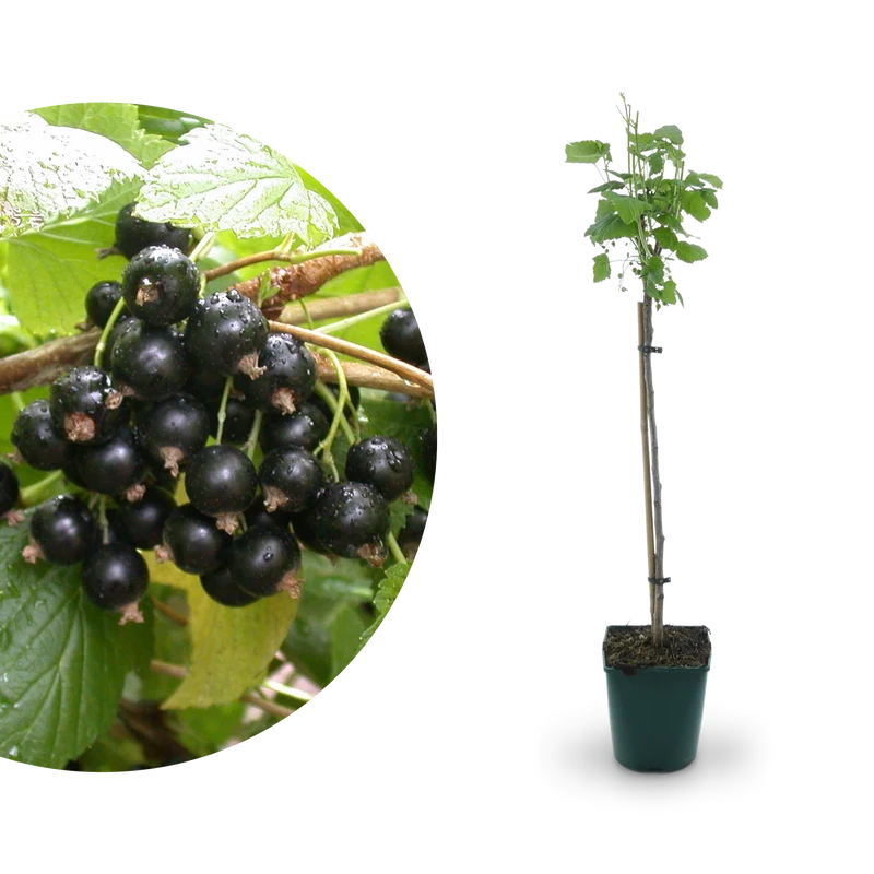 Bio-Schwarze Johannisbeere 'Titania' Hochstamm