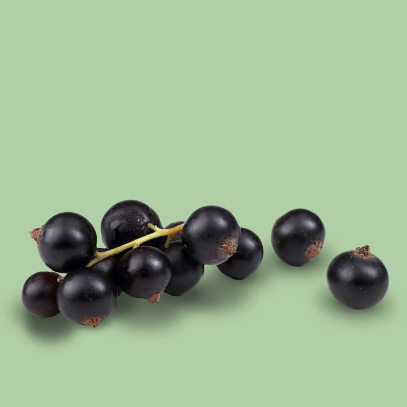 Bio-Schwarze Johannisbeere 'Titania' Hochstamm
