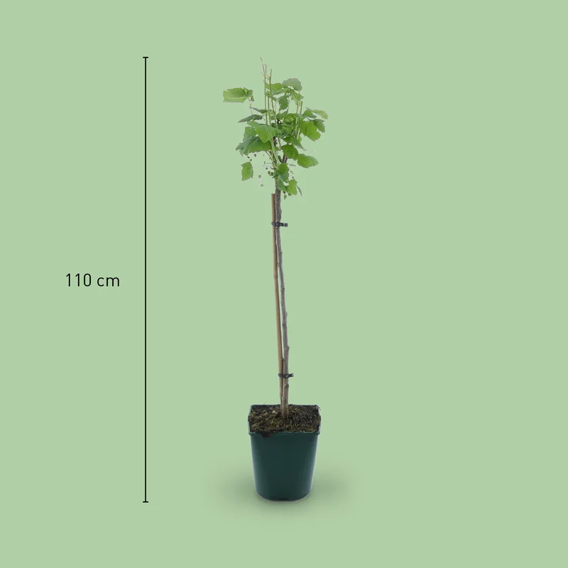 Bio-Schwarze Johannisbeere 'Titania' Hochstamm
