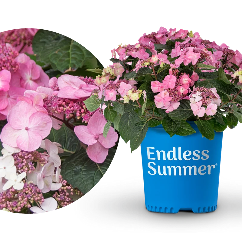 Tellerhortensie Endless Summer® 'Pop Star'® Rosa