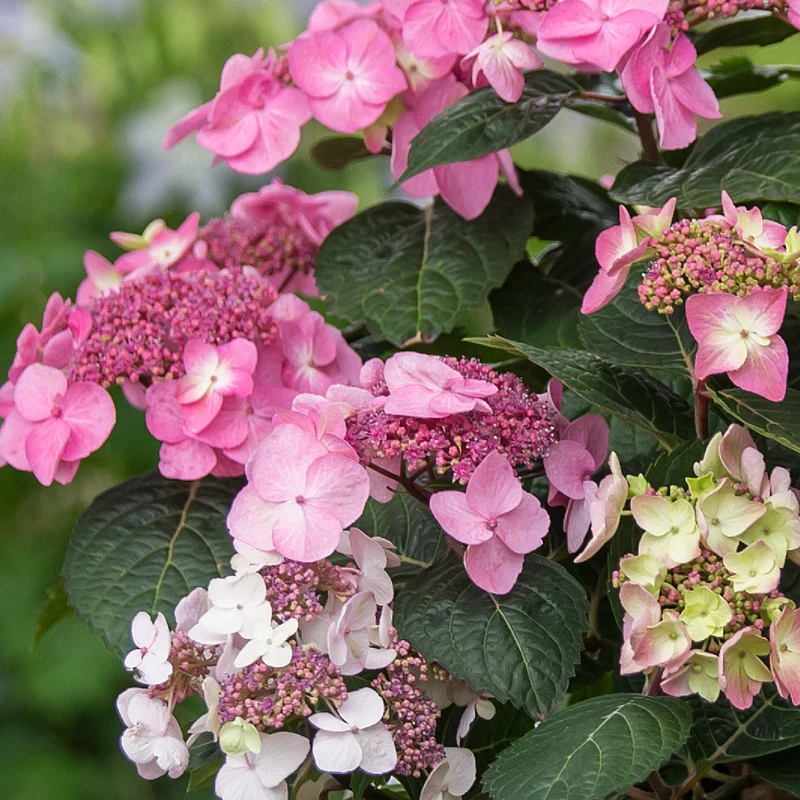 Tellerhortensie Endless Summer® 'Pop Star'® Rosa
