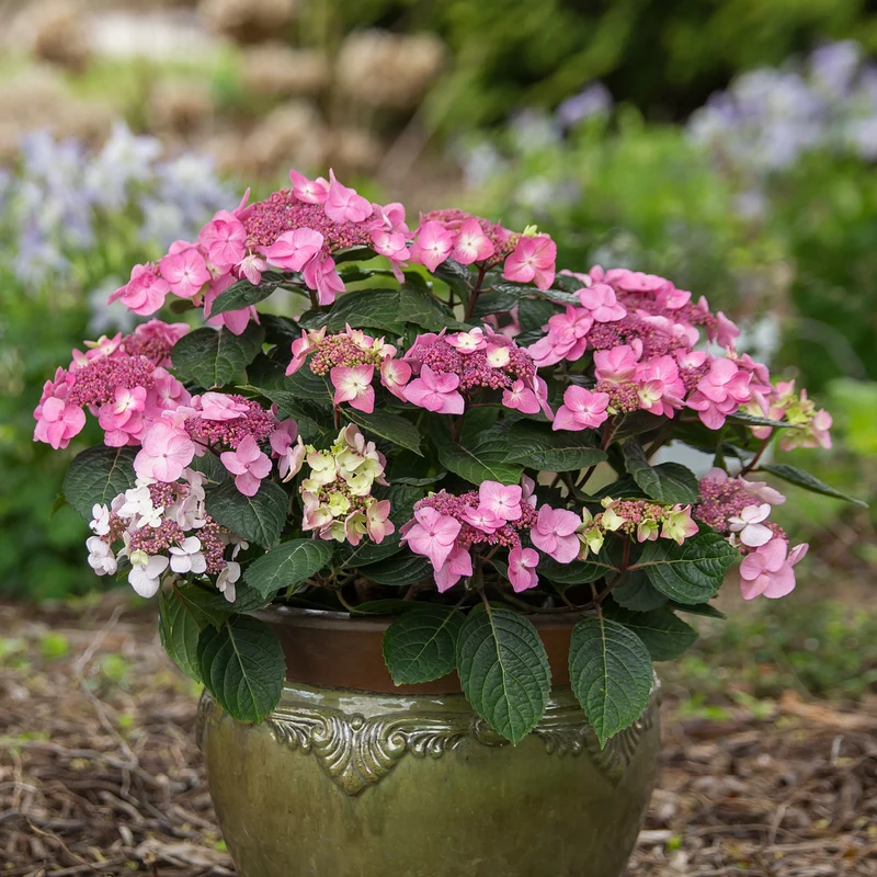 Tellerhortensie Endless Summer® 'Pop Star'® Rosa