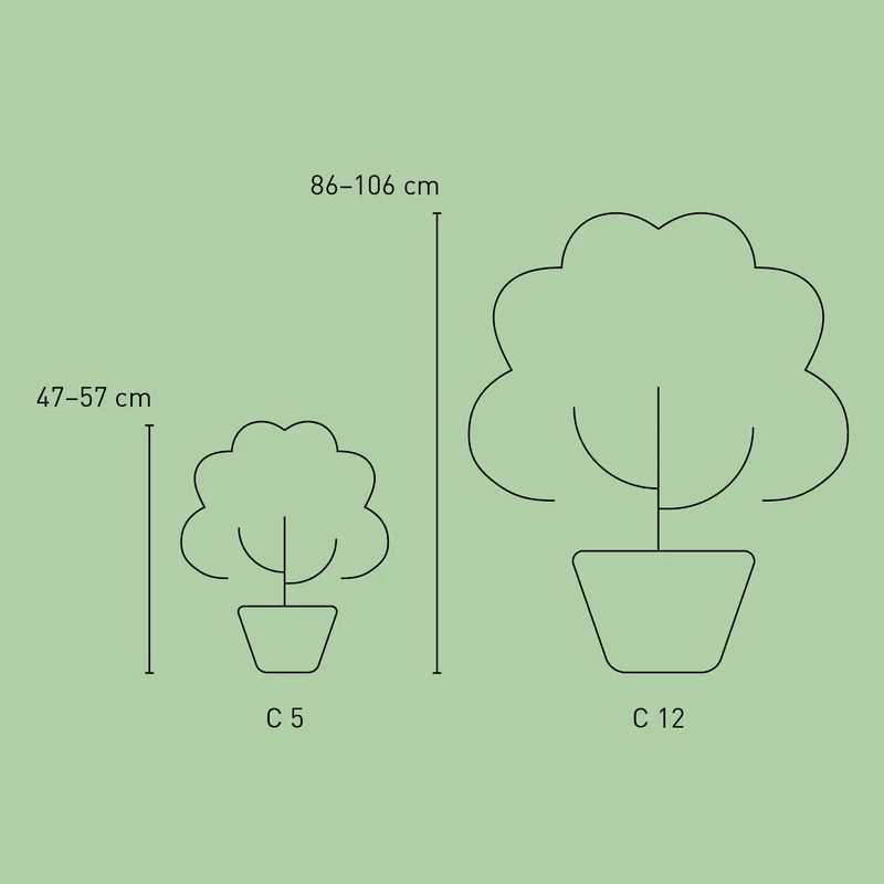 Tellerhortensie Endless Summer® 'Pop Star'® Rosa