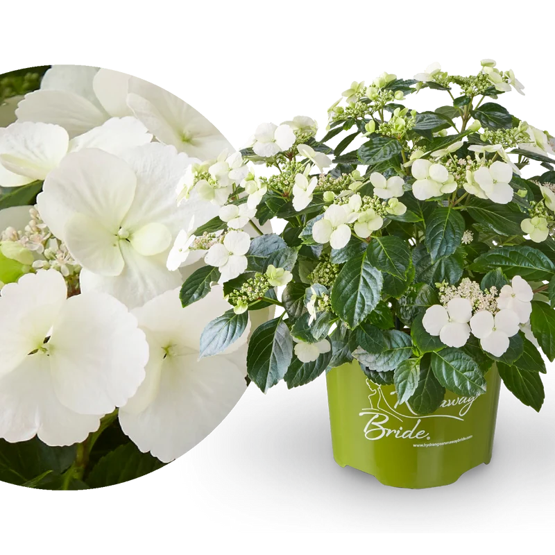 Girlanden-Hortensie Runaway Bride® 'Snow White'