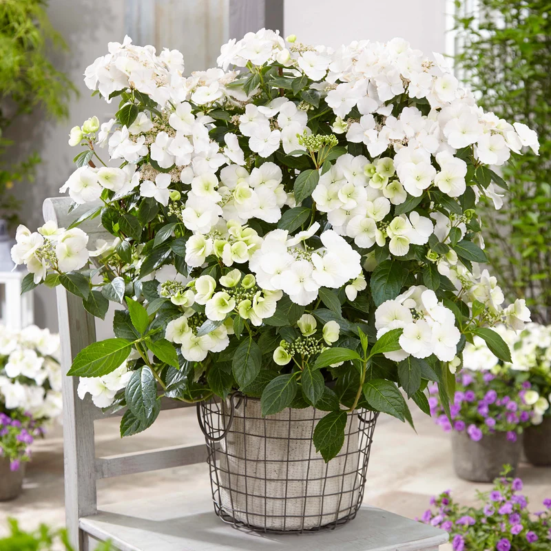 Girlanden-Hortensie Runaway Bride® 'Snow White'