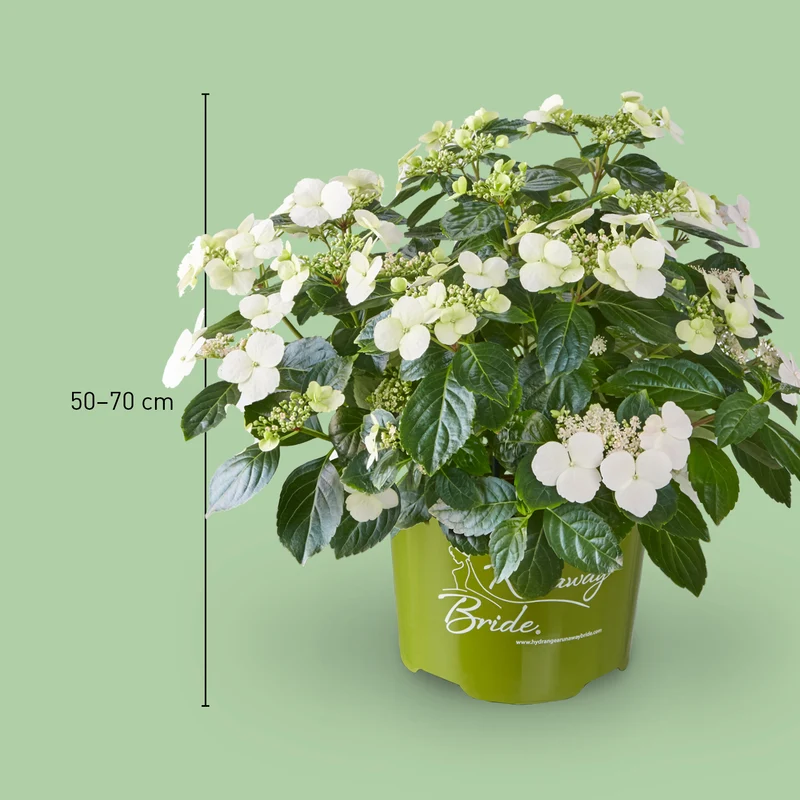 Girlanden-Hortensie Runaway Bride® 'Snow White'