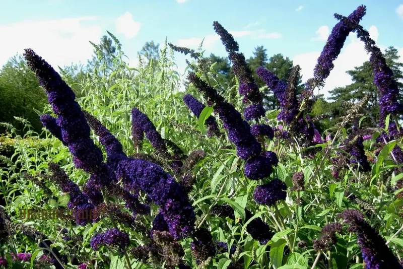 Buddleia Black Knight Butterfly Bush Flower Seeds for Planting