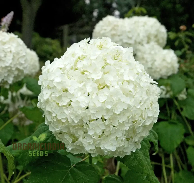 White Hydrangea Flower Seeds for Planting, Grow Stunning Hydrangea Planting Bonsai Your Garden, High-Quality Hydrangea Flower Seeds