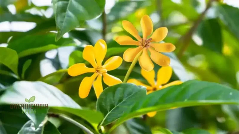 Gandharaj Yellow Flower Seeds for Planting, Expert Guide for Growing Vibrant Yellow Blossoms