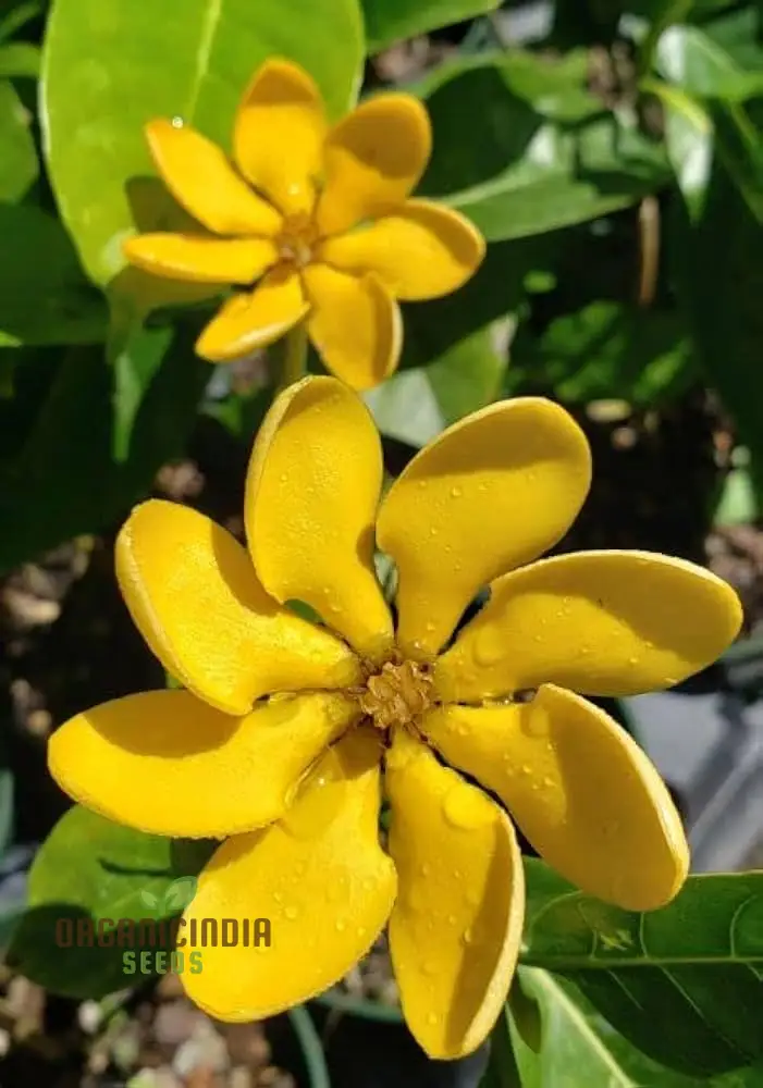 Gandharaj Yellow Flower Seeds for Planting, Expert Guide for Growing Vibrant Yellow Blossoms