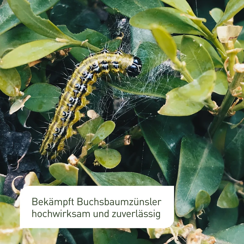 XenTari® Raupenfrei Zünslerfrei - Mittel gegen Buchsbaumzünsler