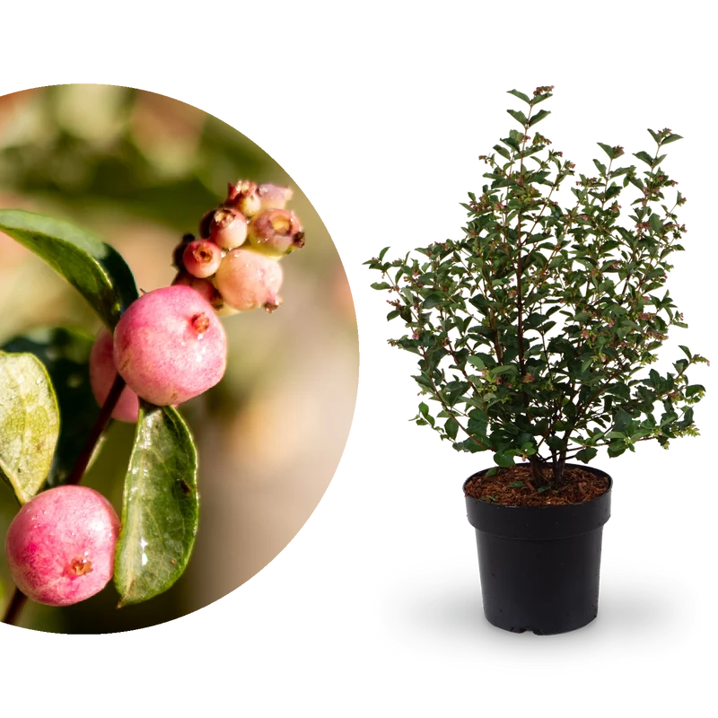 Schneebeere Magical® 'Candy'