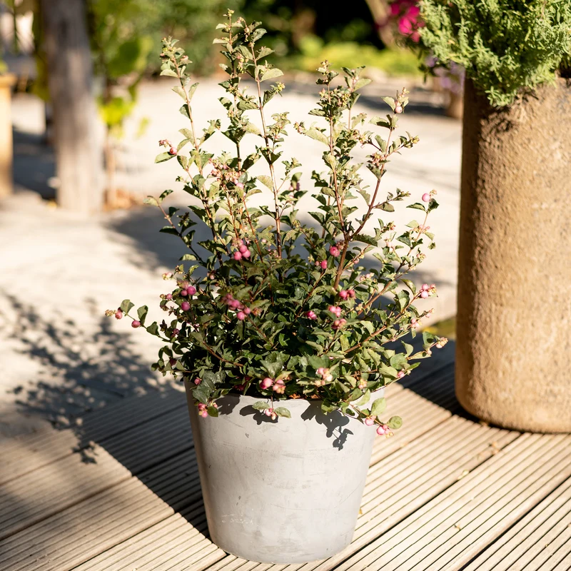 Schneebeere Magical® 'Candy'
