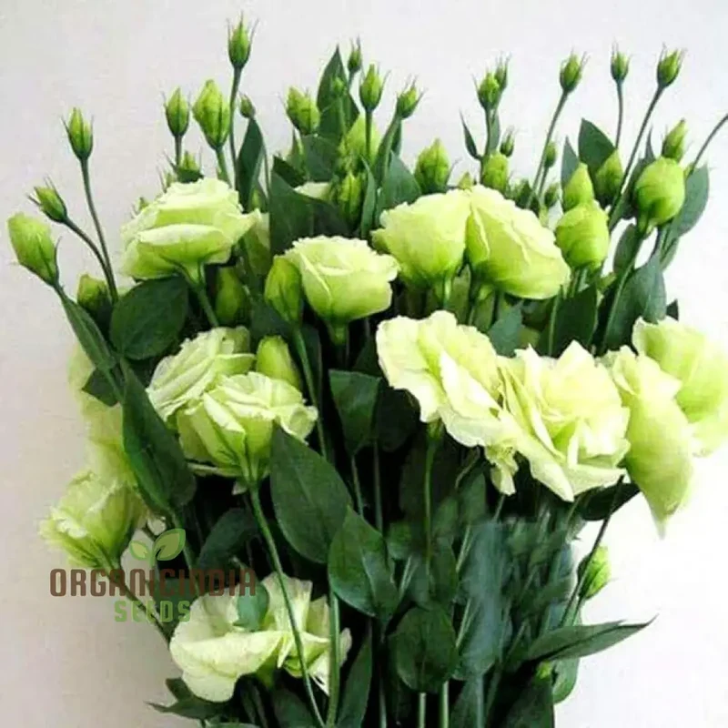Eustoma Grandiflorum Seeds for Rare Flowers Planting