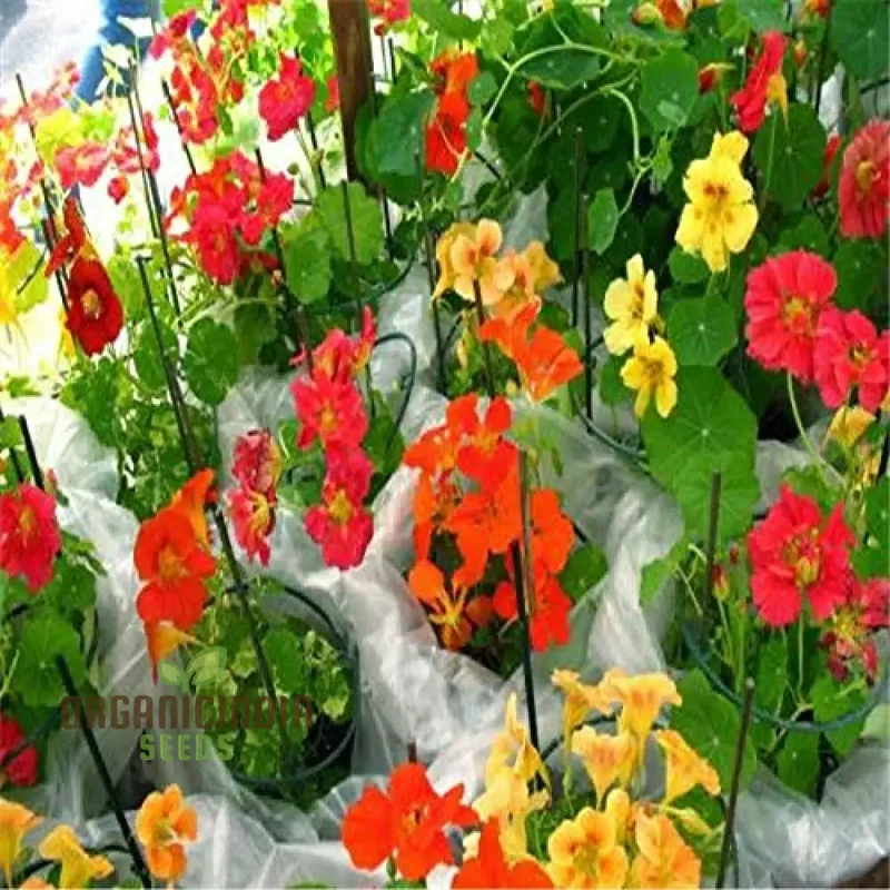 Nasturtium Bonsai Easy Flower Seeds for Planting - 100 pcs