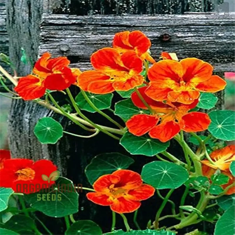 Nasturtium Bonsai Easy Flower Seeds for Planting - 100 pcs