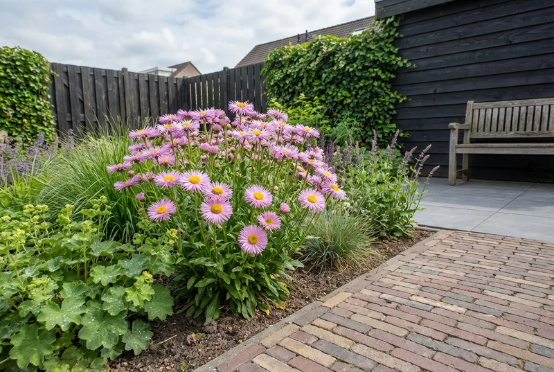 Feiner Rochen (Erigeron 'Rosa Juwel')