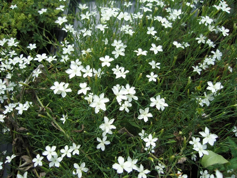 Steinnelke (Dianthus deltoides 'Albiflorus')