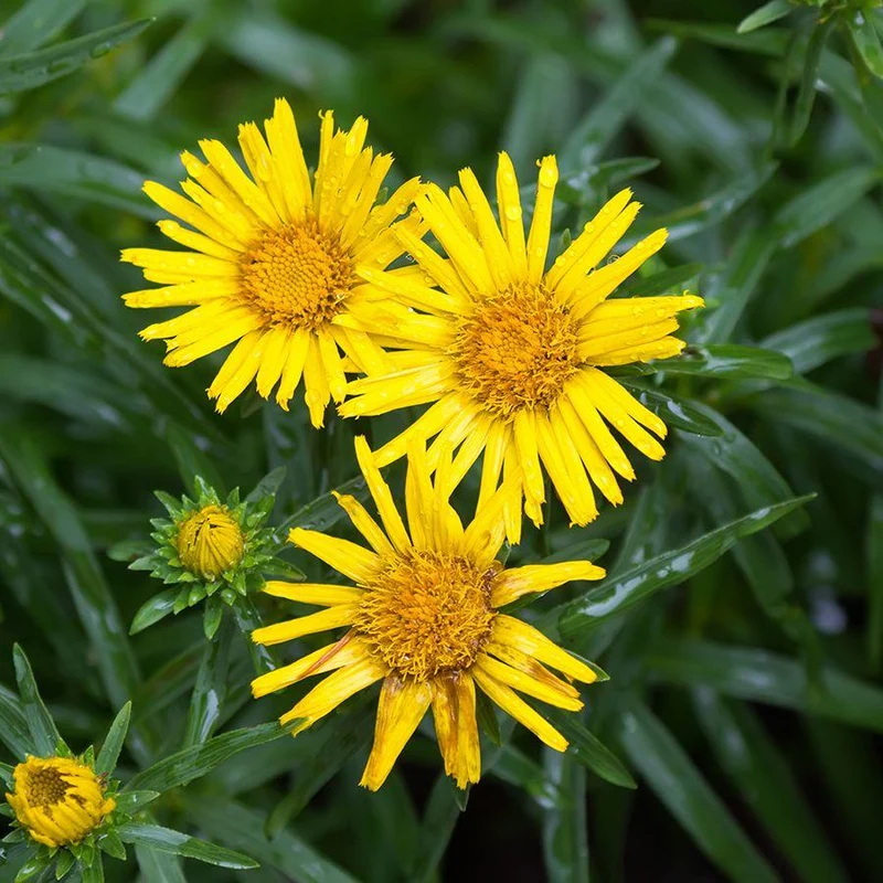 Kuhauge (Buphthalmum salicifolium)