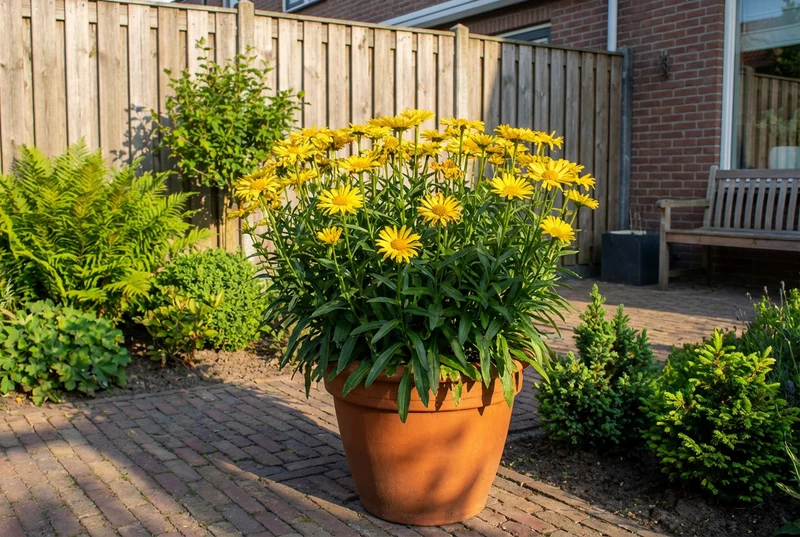 Kuhauge (Buphthalmum salicifolium)