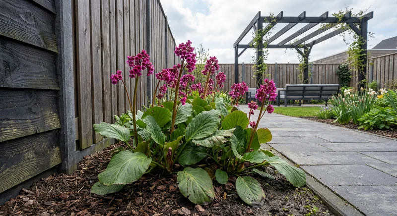 Schusterpflanze (Bergenia cordifolia 'Purpurea')