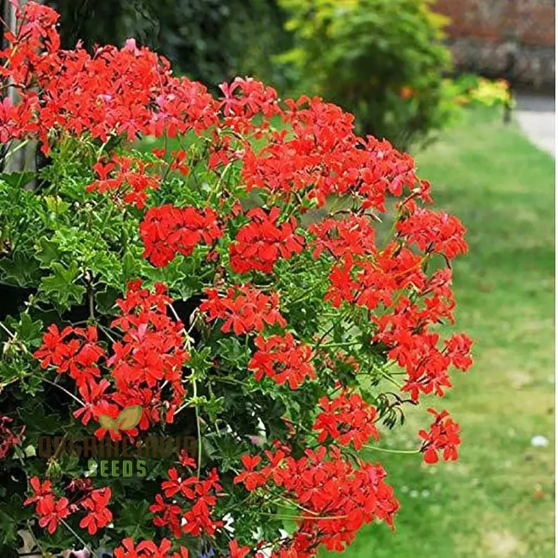 Red Geranium Seeds Flower seeds for Planting
