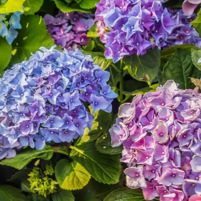All Season Dwarf Hydrangea Flower Seeds, Hybrid Variety for Year-Round Gardening, Easy-to-Grow Seeds