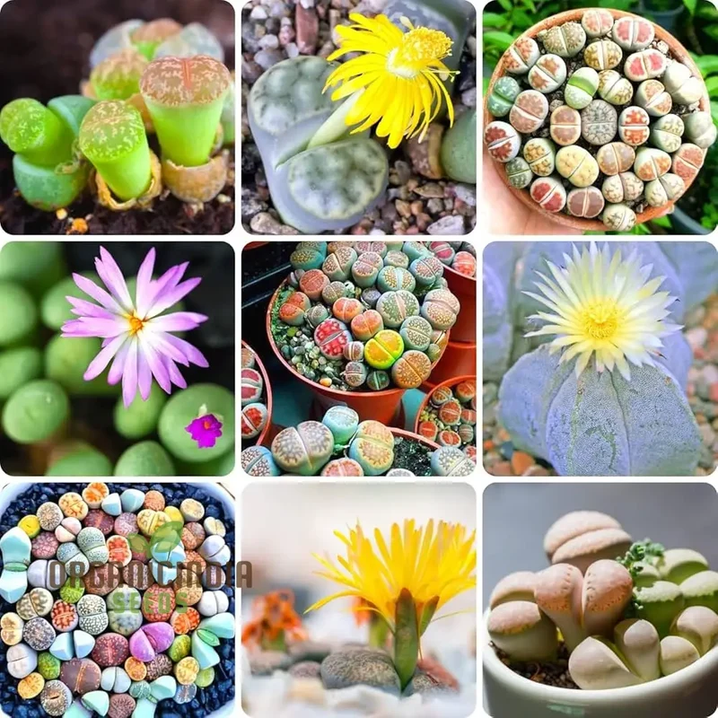 Senecio Mixed Succulent Seeds Lithops Rare Living Stones Cactus - Seeds for Home Garden