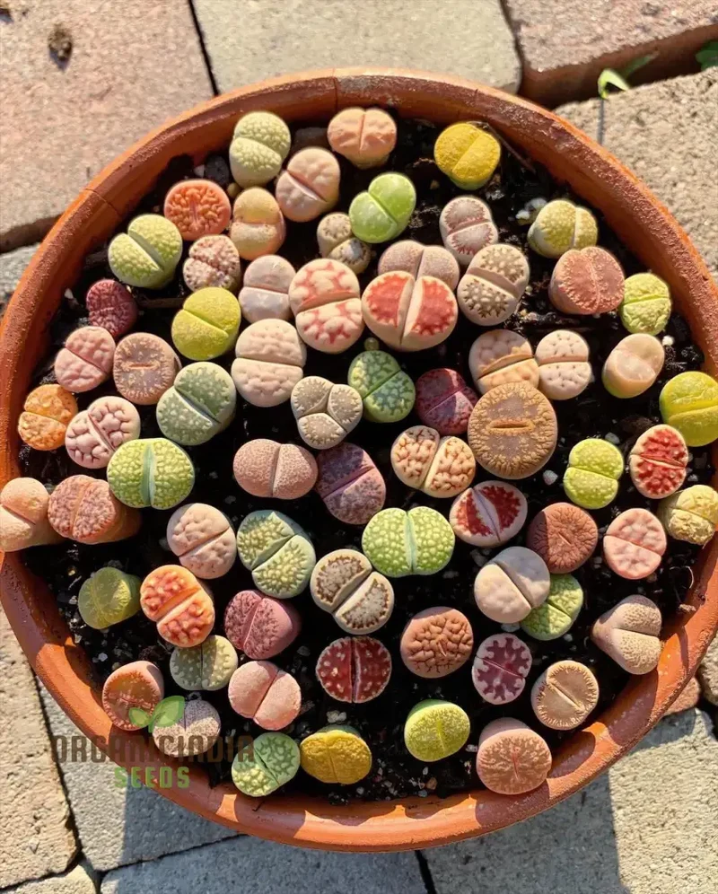 Senecio Mixed Succulent Seeds Lithops Rare Living Stones Cactus - Seeds for Home Garden