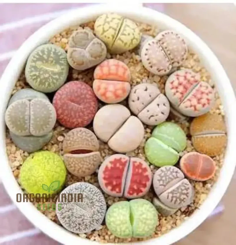 Senecio Mixed Succulent Seeds Lithops Rare Living Stones Cactus - Seeds for Home Garden