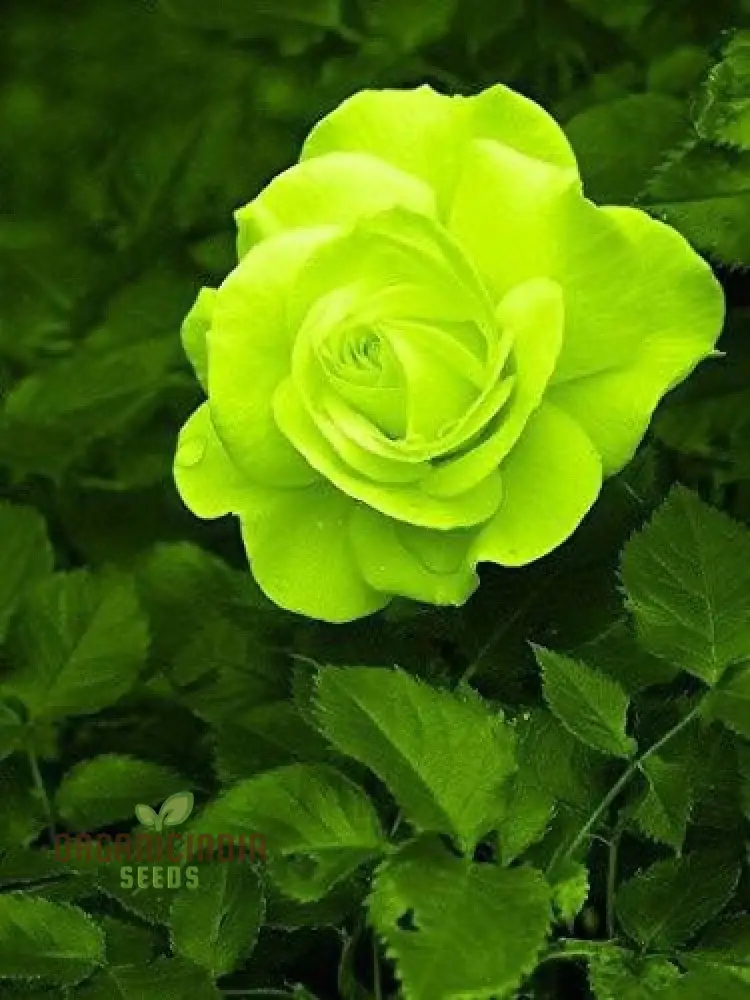 Green Rose Seeds – Rare Color Garden Flower