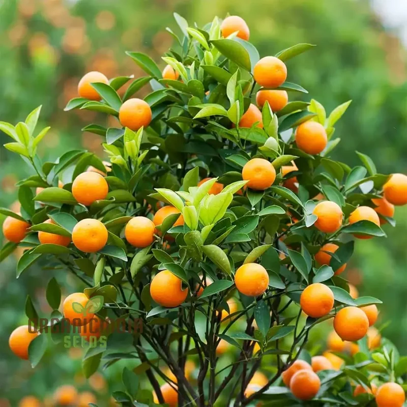 Mandarin Orange Dwarf Fruit Seeds for Planting, Premium Seeds for Growing Delicious Citrus in Your Home Garden