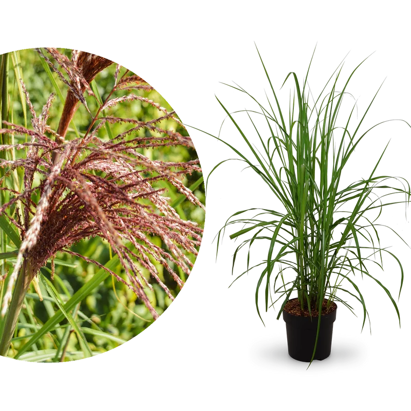 Chinaschilf 'Malepartus'