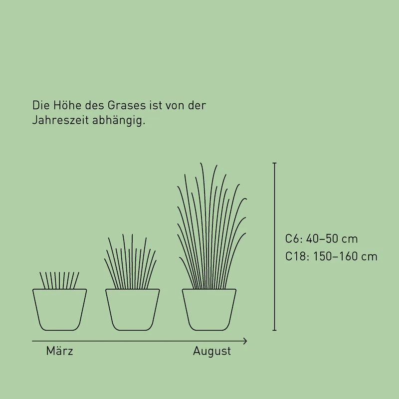 Chinaschilf 'Malepartus'