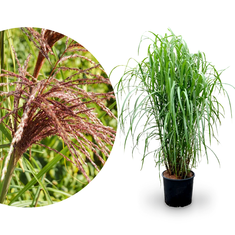 Chinaschilf 'Malepartus'