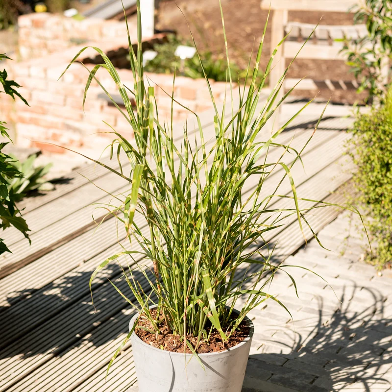 Stachelschweingras 'Strictus'