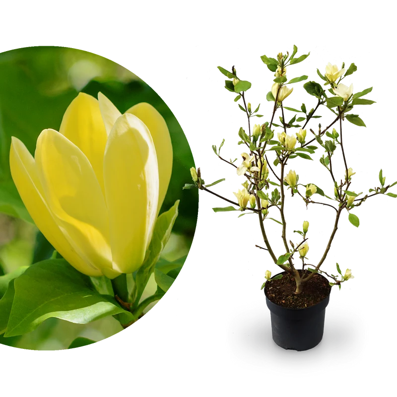 Magnolie 'Yellow Bird' Gelb