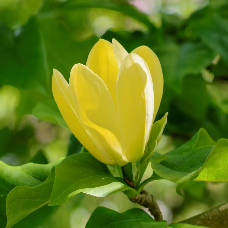 Magnolie 'Yellow Bird' Gelb