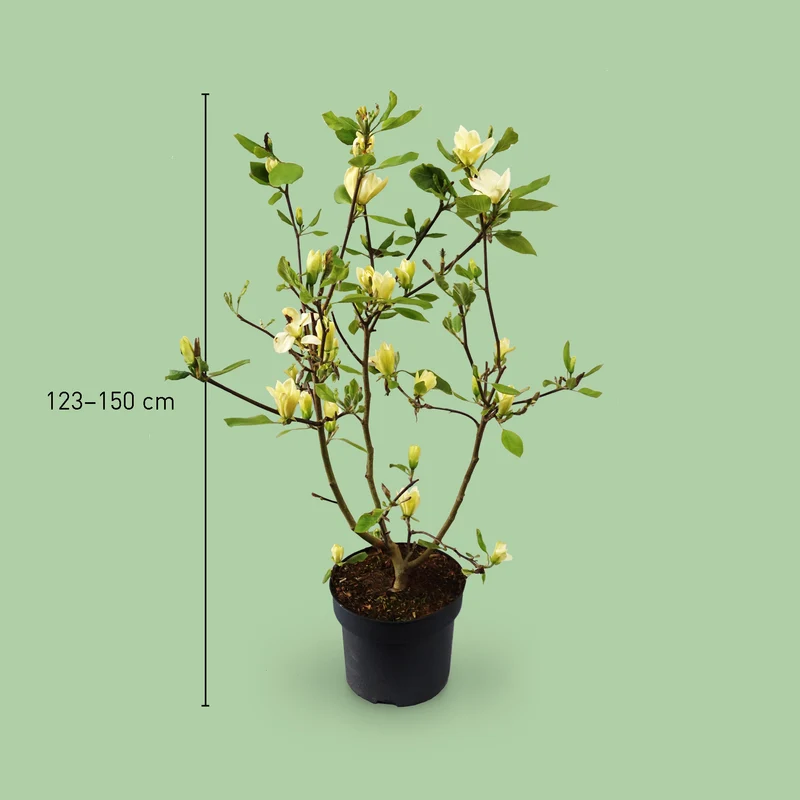 Magnolie 'Yellow Bird' Gelb