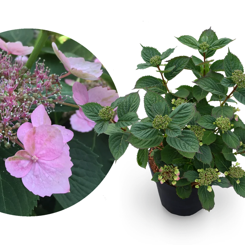Tellerhortensie 'Magic Pillow'® Rosa