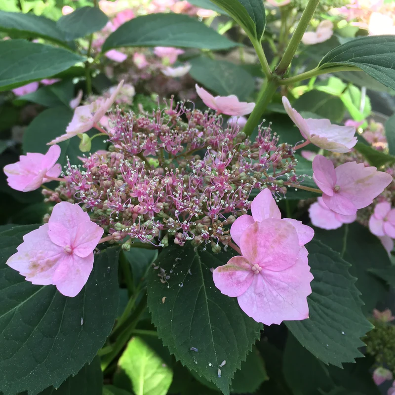 Tellerhortensie 'Magic Pillow'® Rosa
