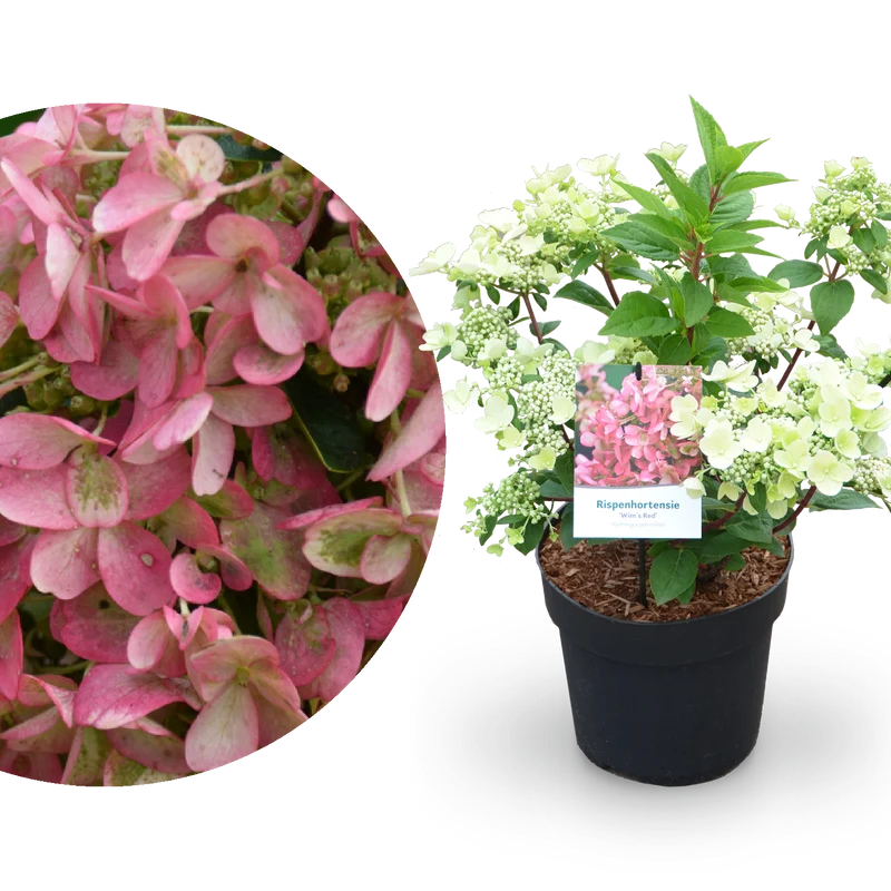 Rispenhortensie 'Wim`s Red'® Weiß-Rot