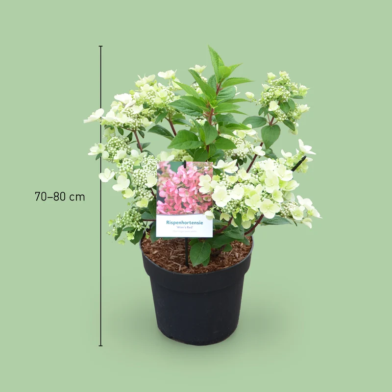 Rispenhortensie 'Wim`s Red'® Weiß-Rot