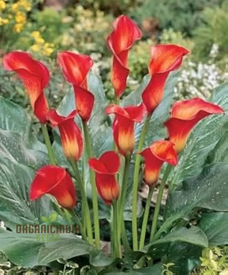 Piechobaleno Promotion Calla Bonsai Flower Seeds for Planting - 100 pcs