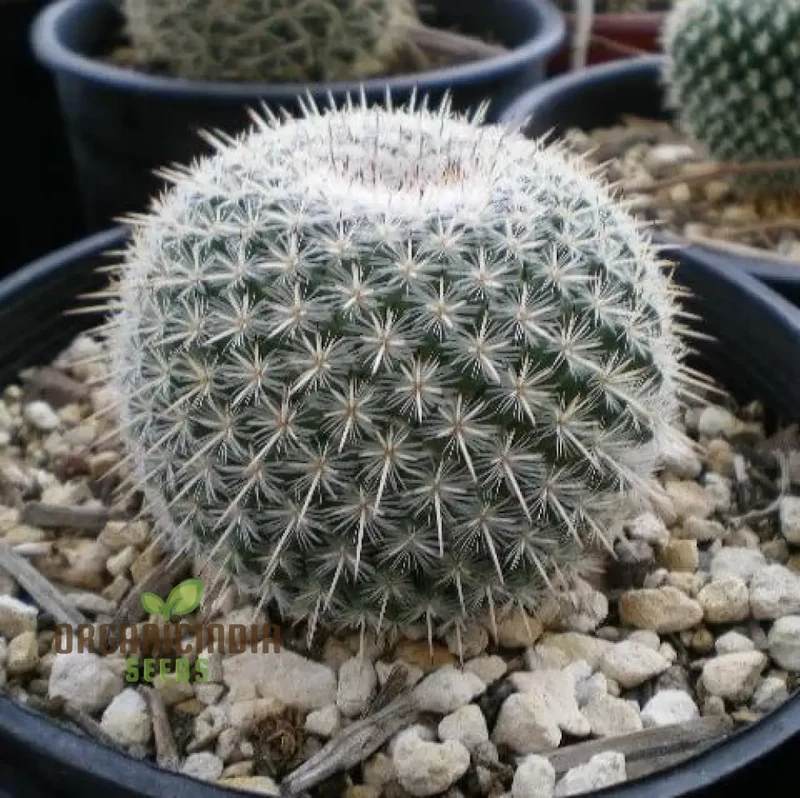 Mini Japanese Succulent Radiation Cactus Seeds - Bonsai Planting Seeds, 100 Pcs